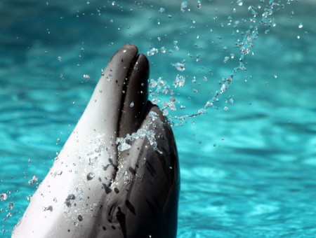 Grey Dolphin Popping Head Out Of Water During Daytime