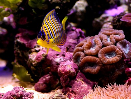 Yellow Blue Stripe Fish On Purple Coral Reefs