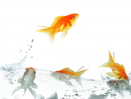 Motion Shot Of Gold Fish Hops Over Body Of Water With Gold Fishes
