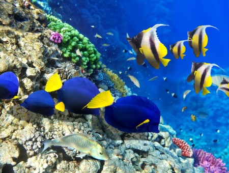 5 Yellow Black White Angel Fish Near Blue Yellow Fish And Gray Corals Under Water