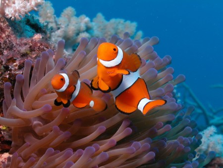Three Clown Fishes Underwater