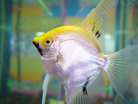 Yellow Silver And Black Fish