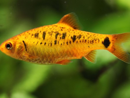 Yellow And White Spotted Fish In Shallow Focus Lens
