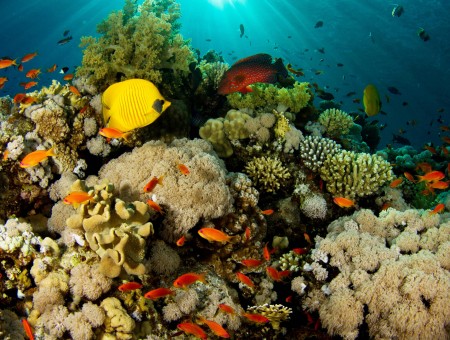 Sea Fish Coral Reef