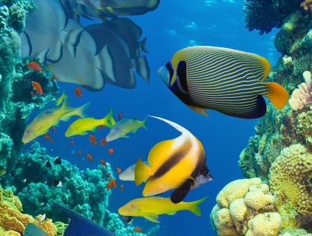Yellow Black Fish Under Water With Coral Reefs