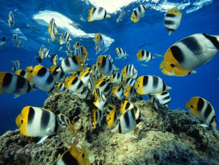 White And Black Yellow Fishes Under Body Of Water During Daytime