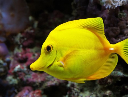 Yellow Medium Size Fish