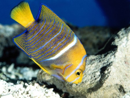 Yellow Blue And White Fish Underwater