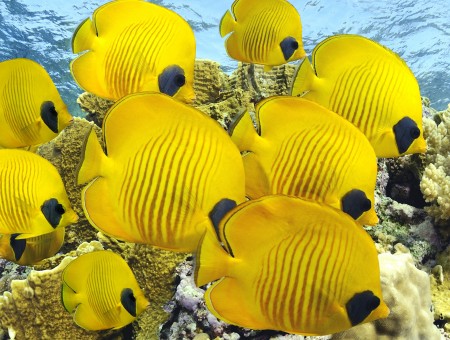 School Of Yellow Fish Tang