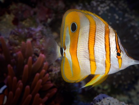 Yellow Silver Fish Near Coral Reefs