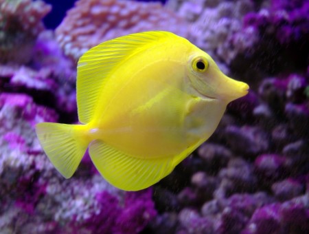 Yellow Tang Fish Underwater