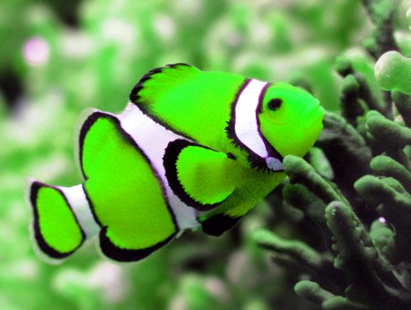 Green And White Clown Fish In Shallow Focus Lens