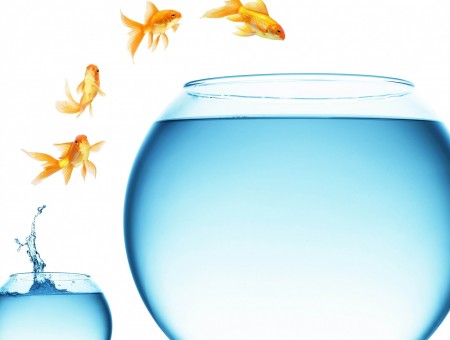 4 Goldfishes Jumping From Small Fish Bowl To Large Fish Bowl