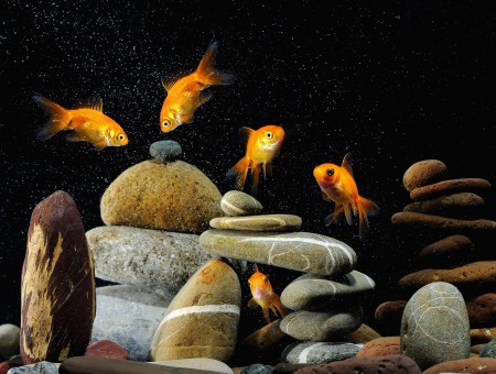 5 Goldfishes Above Piled Rocks