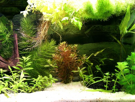 Green Aquatic Plants Underwater