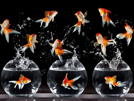 3 Glass Fish Bowl With Goldfish Jumps In The Air