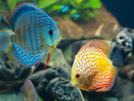 Teal And Brown Fish Beside Yellow Orange And White Fish In Tank
