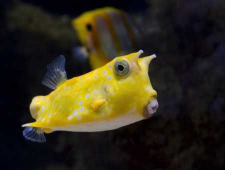 Yellow And White Blow Fish In Shallow Focus Lens