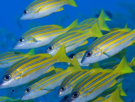 Striped Fish Group
