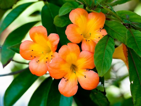 Shallow Focus Photography Of 3 Yellow And Orange Flowers