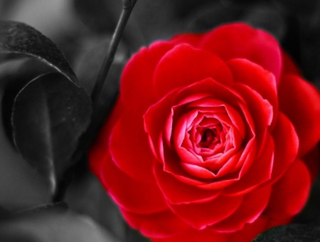 Selective Color Photo Of Red Petaled Flower
