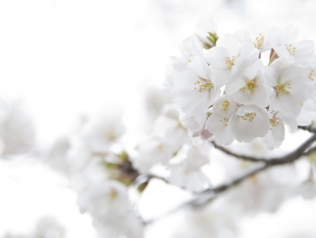 Selective Focus Photo Of White Flowering Tree
