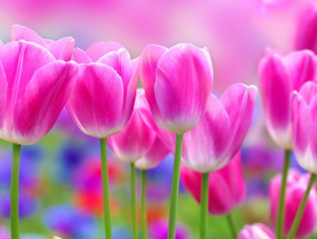 Pink White Tulips In Close Up Shot During Daytime On A Flower Field