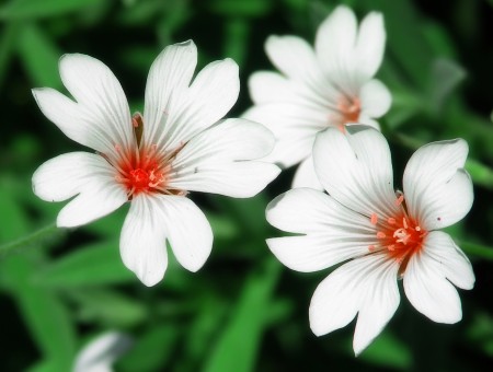 White And Red Petaled Flower