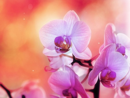 Purple Moth Orchid In Bloom