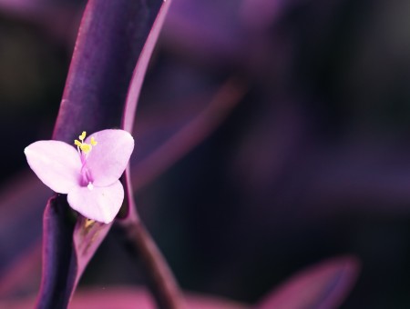 Pink Three-petal Flower On Purple Leaf