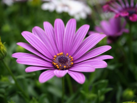 Purple Cluster Flower In Bloom During Daytime