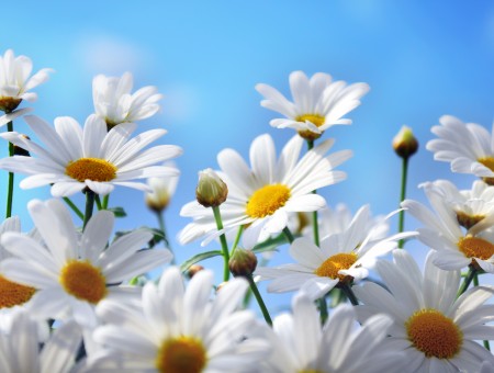 Yellow And White Daisy Flowers Under Blue Sky During Daytime