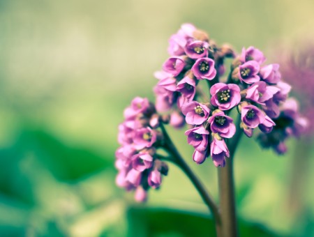 Purple Cluster Flower In Close Up Photography