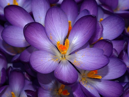 Purple Crocus In Bloom