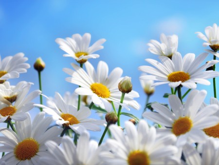 White And Yellow Daisies Under Blue Sky During Daytime