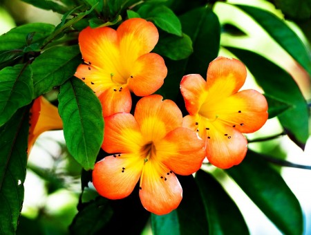 Shallow Focus Photography Of Yellow And Orange Flowers