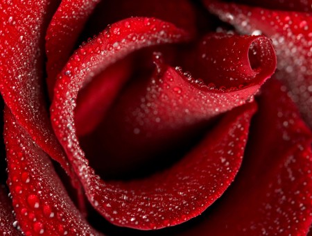 Red Rose In Close Up Photography