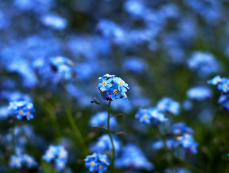 Shallow Focus Photography Of Blue Flower Field During Daytime