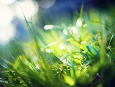 Close Up Photo Of Green Grass During Daytime