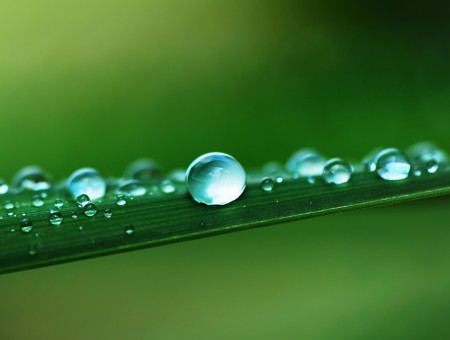 Water Droplets On Green Long Thin Leaf Macro Photography