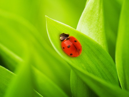 Red Black Ladybug On Green Leaf