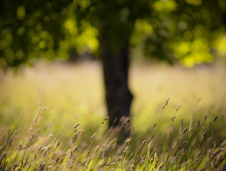 Lone Tree And Green Grasses In Close Up Photography