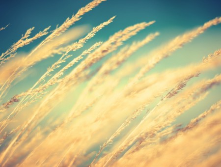 Wheat Fields Under Blue Sky At Daytime