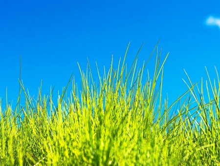 Green Grass Under Blue Sky