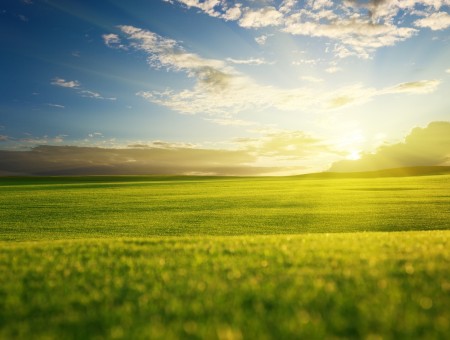 Sunlight Coming Through Green Grass Field