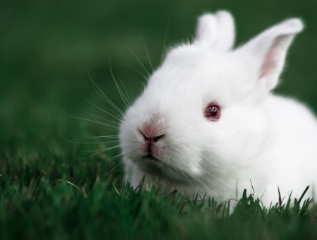 White Bunny On Green Grass
