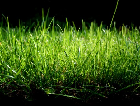 Green Grass Macro Photography