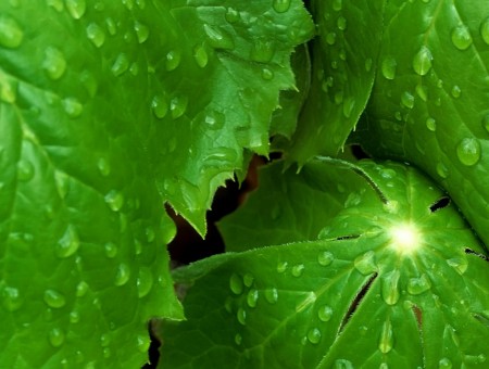 Macro Photography Of Leaf With Drops Of Water