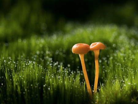 2 Mushrooms On Green Grass Field