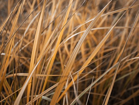 Brown Elongated Grass